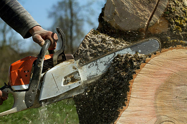 Best Stump Grinding Near Me  in Las Cruces, NM